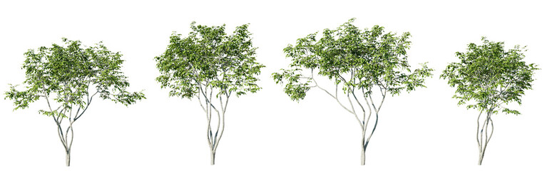Fototapete - Amelanchier tree on transparent background.3d rendering PNG