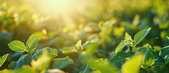 Wall Mural - The suns rays filter through the lush green leaves of a soybean plant, casting dappled shadows on the ground below. The vibrant foliage is illuminated, showcasing the plants healthy growth and