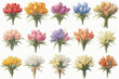 set of flowers 66