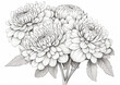 Drawings of hand-drawn Chrysanthemum coloring page style, white background