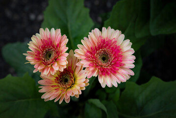 Poster - Close-up of a colorful Gerbera flower blooming in the garden with natural soft sunlight on a dark green background and vignetted.