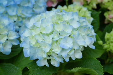 Canvas Print - Close-up of blue-yellow Hydrangea flowers blooming in the garden with natural soft sunlight. The ornamental flowers for decorating in the garden.