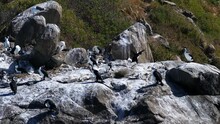 Seabirds Nesting Cormorants Australia Tasmania