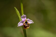 Bee orchid, close-up shot, ophrys apifera 