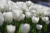 Fototapeta Tulipany - tulips, bokeh shots