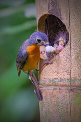 Wall Mural - Javan blue flycatcher (Cyornis banyumas) feeding the chicks