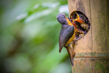 Wall Mural - Javan blue flycatcher (Cyornis banyumas) feeding the chicks