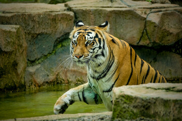 Wall Mural - Portrait of Bengal tiger on the pond