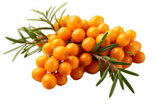 A Cluster Of Ripe Orange Berries Surrounded By Lush Green Leaves. The Berries Are Bunched Together, Creating A Visually Striking Contrast Against Green Foliage. On PNG Transparent Clear Background.
