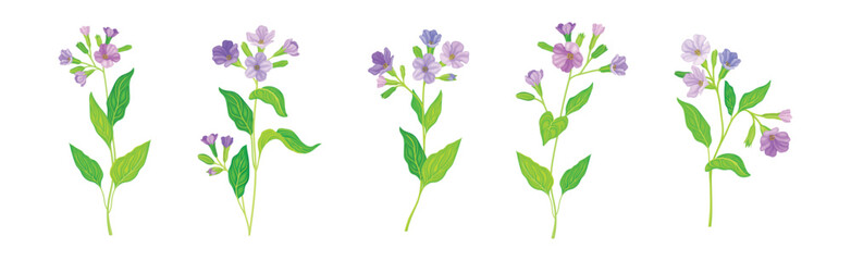 Wall Mural - Lungwort or Pulmonaria Flowering Plant with Violet Inflorescence Vector Set