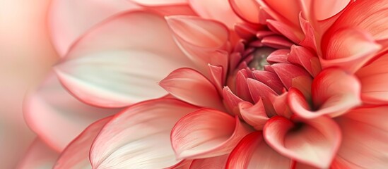 Wall Mural - vibrant close up of a beautiful pink flower - nature in full bloom and wonder
