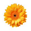 Yellow gerber daisy isolated on transparent background
