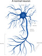 Vector illustration of a normal neuron. Structure of a neuron.
