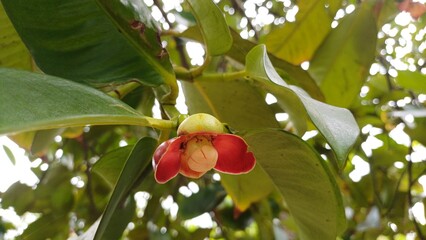 Close-up of leaves and baby mangosteen fruits on tree in the garden in Mekong Delta Vietnam.