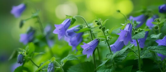 Canvas Print - Macro close up of a vibrant blue flower in full bloom with soft focus background