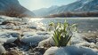 Clusters of snowdrops adorn the banks of a gently flowing mountain stream, with snowy peaks rising in the distance