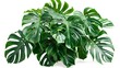 Dark green leaves of monstera plant or split-leaf philodendron the tropical foliage plant bush popular houseplant growing in indoor white plant pot isolated on white background. Generative Ai
