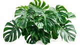 Fototapeta Sypialnia - Dark green leaves of monstera plant or split-leaf philodendron the tropical foliage plant bush popular houseplant growing in indoor white plant pot isolated on white background. Generative Ai