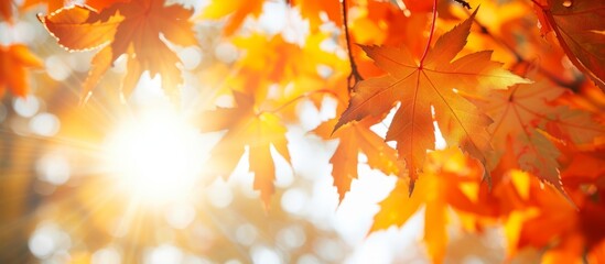 Wall Mural - Vibrant close up of autumn tree with glowing orange leaves in the sunlight