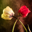 An esoteric atmosphere with a pair of tulips and colored smoke