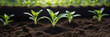 Close-up tender first sprouts of soybean in the open field over sunrise. Agricultural plants. The soybean plant stretches towards sun. plant tree. Copy space banner. Close-Up Of Fresh Green Plant
