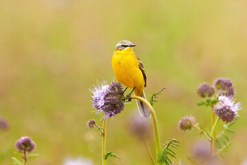  Western Yellow Wagtail bird sitting on Lacy phacelia plant (Motacilla flava)