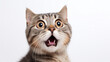 © kichigin19 - a frightened cat, an emotional portrait of fear isolated on a white background, a cat with big eyes is afraid
