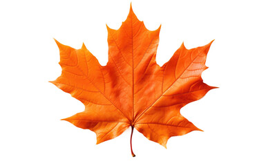 Orange Maple Leaf. The leaf appears vibrant and full of intricate details, showcasing the beauty of nature in its simplicity. on a White or Clear Surface PNG Transparent Background.