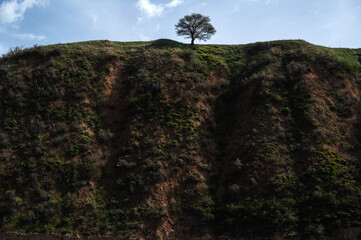 Wall Mural - lonely tree on a mountain in summer against the sky with clouds