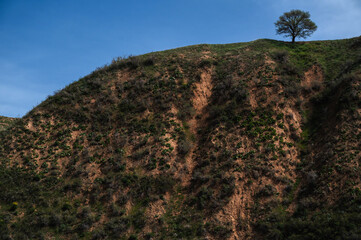 Wall Mural - lonely tree on a mountain in summer against the sky with clouds