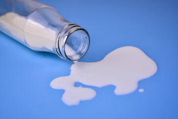 Milk is pouring out of a bottle. Spent milk on a blue background.
