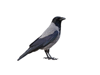 Sticker - gray crow isolated on white background