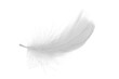 Beautiful sketching white feather on white background