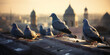 pigeons on roof, A Group Of Pigeons On the top siting near a mosque