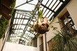 Platycerium Bifurcatum plant hanging from the ceiling