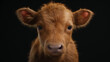 Close-up highland calf with black background
