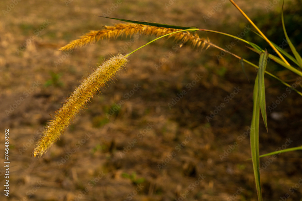 Foxtail millet grain is produced in Bangladesh and cultivation system ...