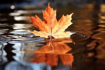 Red maple leaf is mirroring in the water - autumn background