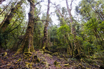 Canvas Print - Creepy Crawly Trail in Tasmania Australia