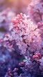  A vibrant lilac branch symbolizing spring and gardening, perfect for phone wallpapers, exuding freshness and tranquility. 