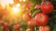Harvest of ripe red apples on a branch in the garden, agribusiness business concept, organic healthy food and non-GMO fruits with copyspace, close-up

