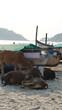 boats on the beach Goa, Palolem Beach India cows
