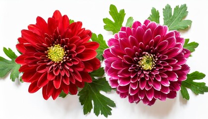 two chrysanthemum flower heads with green leaves isolated on white background closeup garden flower no shadows top view flat lay