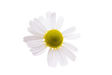 Wall Mural - medicinal chamomile isolated