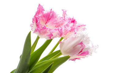 Poster - tulip flowers isolated