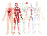 Fototapeta Kosmos - Hand drawn flat human body organ system composition background with different organ systems