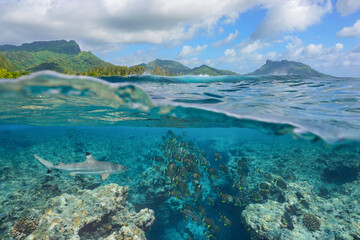 Wall Mural - Fish school with a shark underwater in the ocean on the reef of a south Pacific island in French Polynesia, natural scene, split view over and under water surface, Huahine