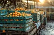 Stacked crates filled with fresh oranges at an outdoor market during golden hour showing the beauty of healthy produce