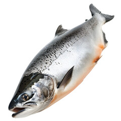 Wall Mural - Salmon fish isolated on transparent background Generative Ai 