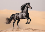 Fototapeta Konie - Black horse runs on sand in the desert